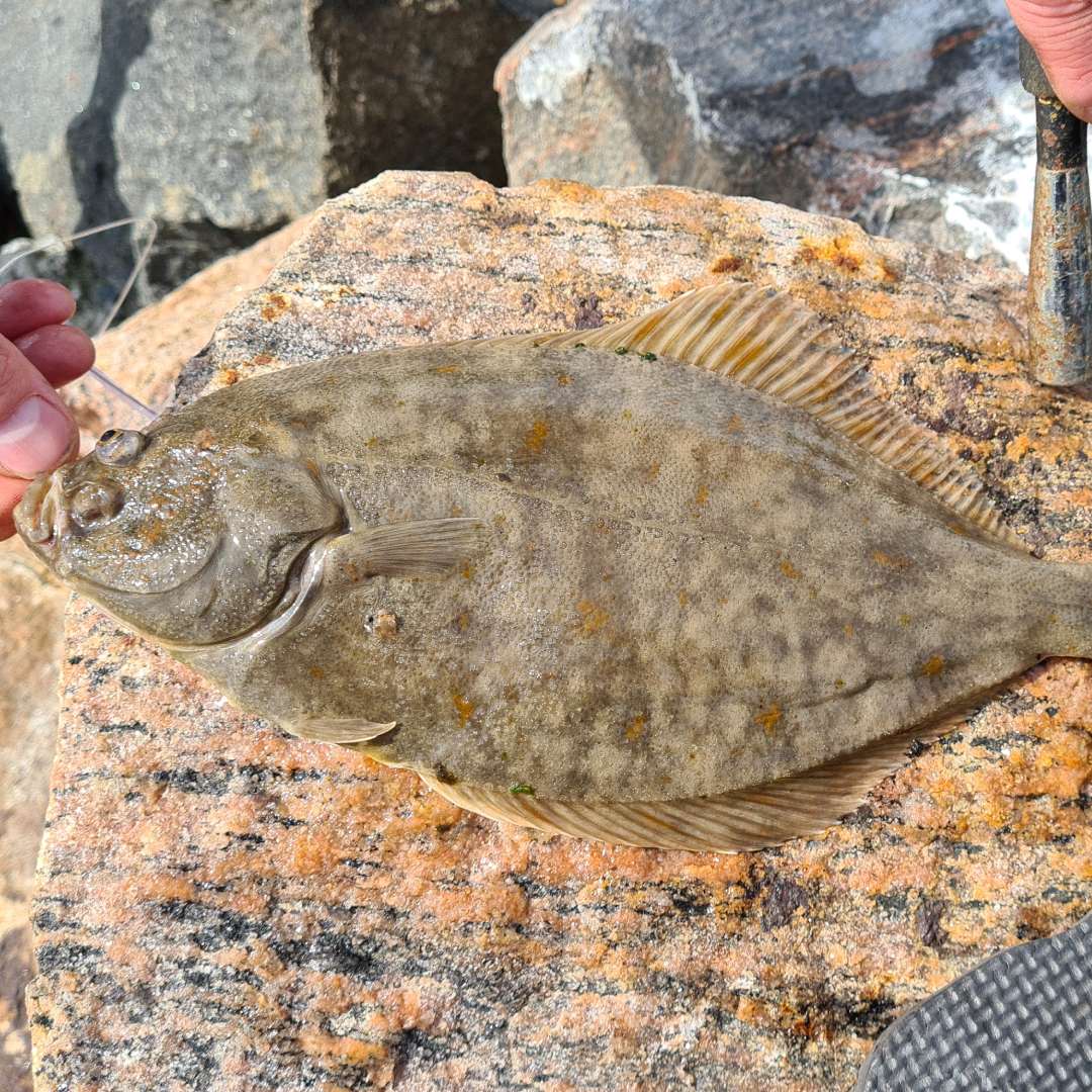 Fladfisk på sten ved kyst