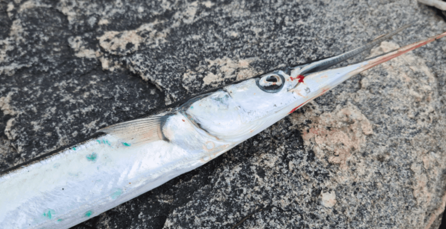 Hornfisk på klippe