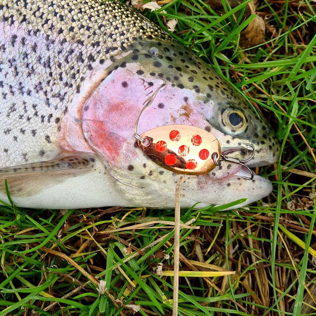 Regnbueørred med blink